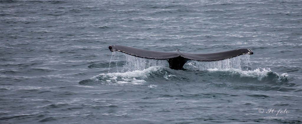 Svalbard polar summer